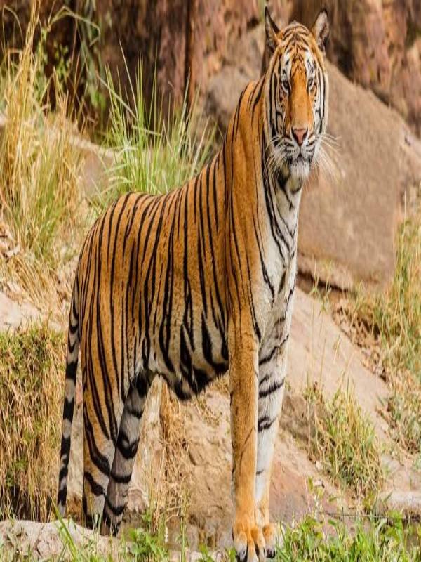 Animal