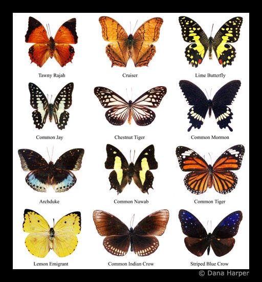 Butterfly