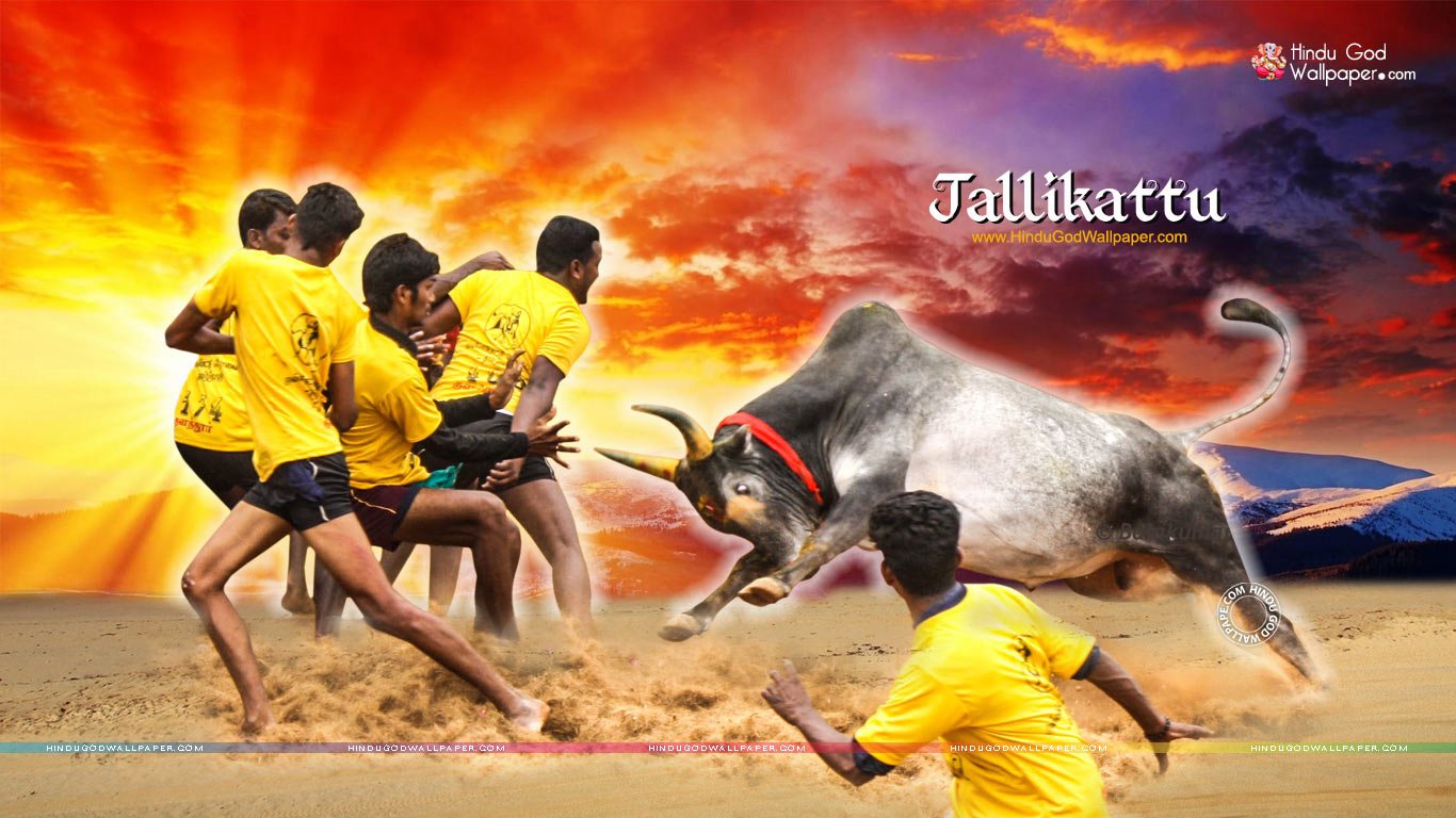 Jallikattu Kaalai